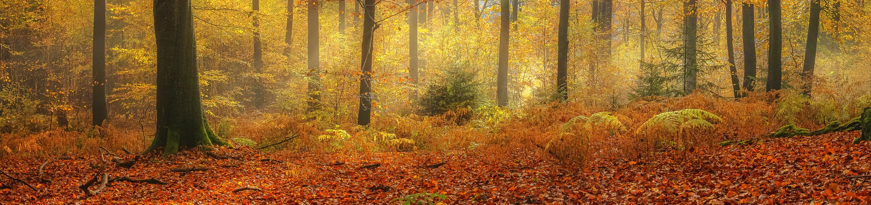 View through woodland with autumn colours
