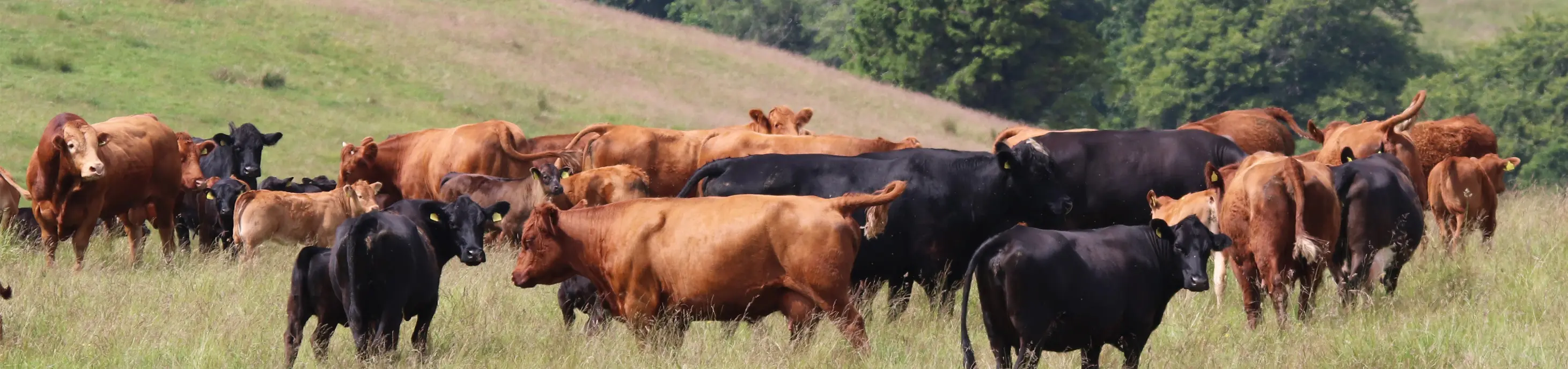 Cattle on Kinclune Estate Organic Farm