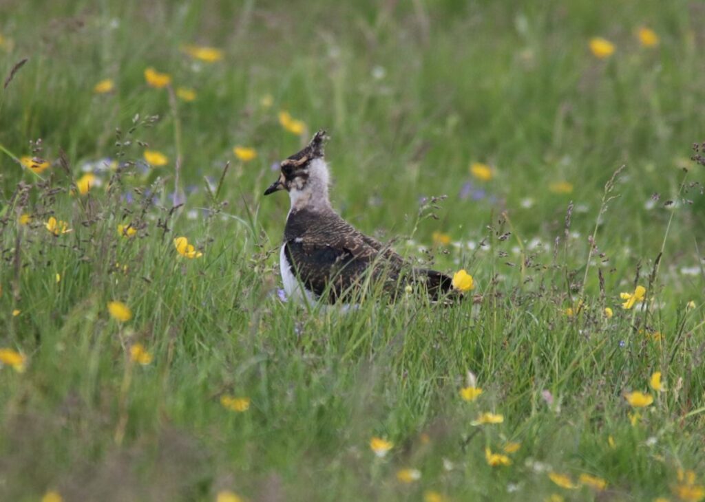 Curlew chick on organic farm nature reserve at Kinclune Estate in Angus