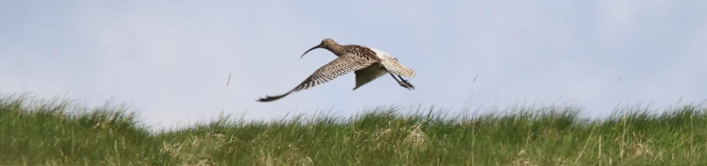 Curlew in flight on Kinclune Estate