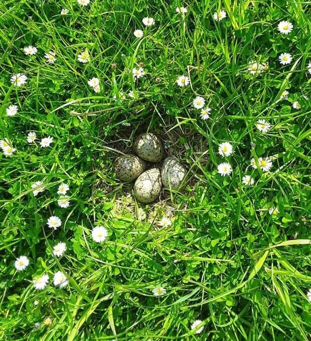 Curlew nest on Kinclune Estate nature reserve and organic farm