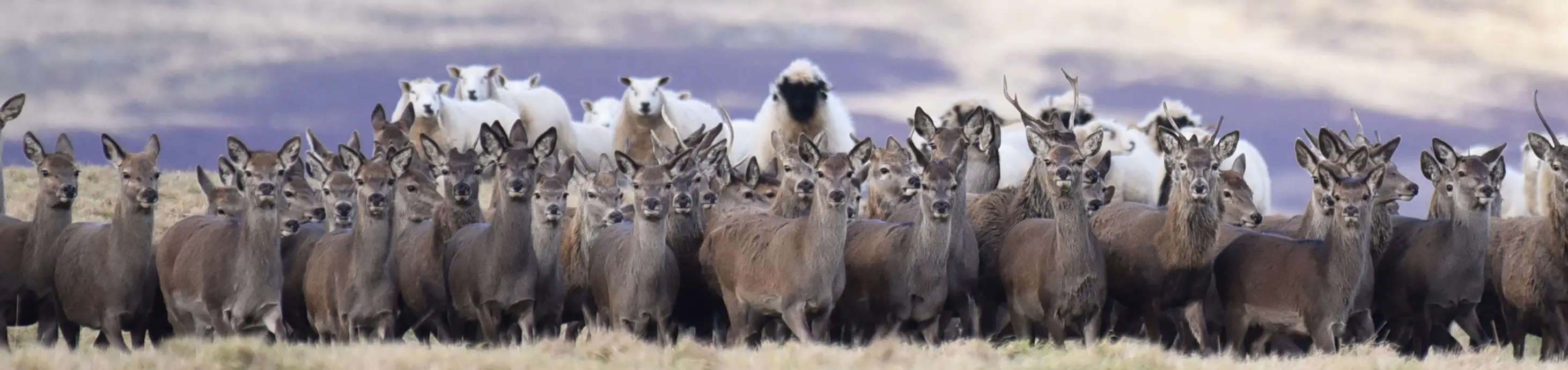 Deer and sheep on Kinclune Estate which can often be seen on our organised outdoor activities