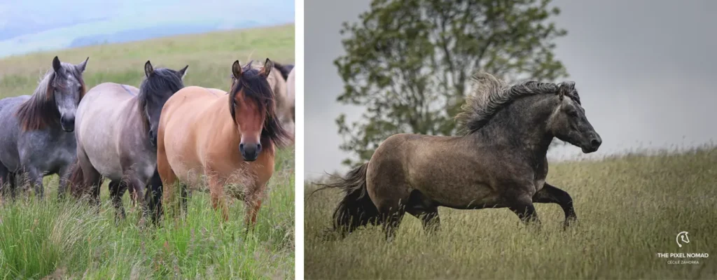 Kinclune Estate Highland Ponies