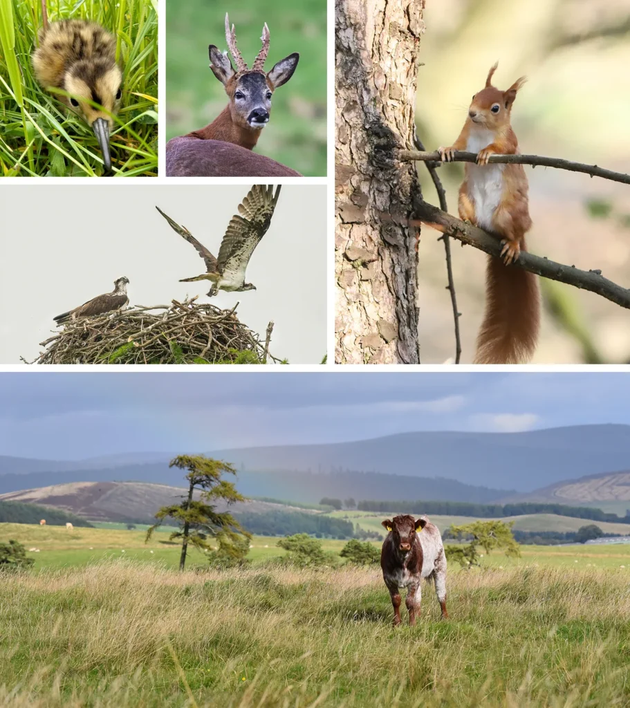 Kinclune is an 800-acre organic estate bursting with wildlife such as curlew, roe deer, osprey and red squirrel