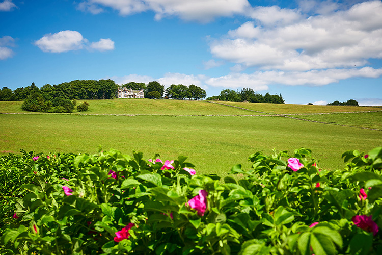 Kinclune House viewed from driveway and looking through wild roses in summer