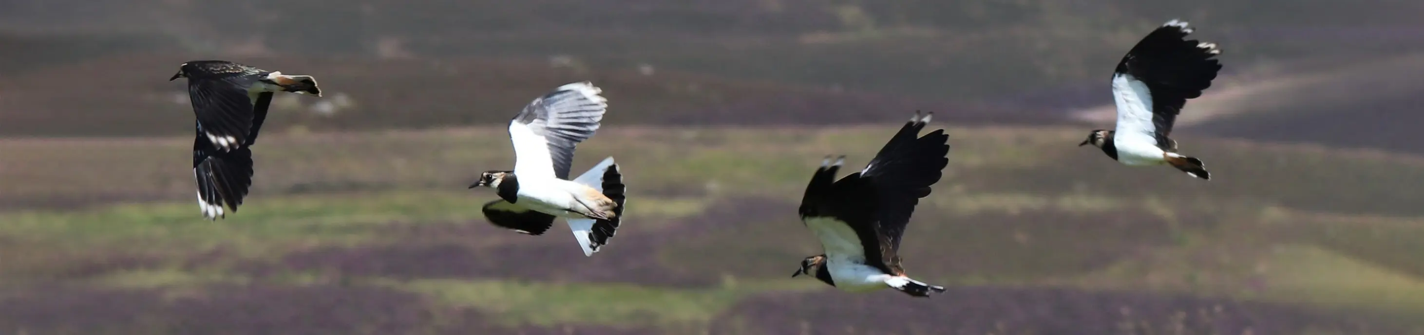 Lapwings on Kinclune Estate - a nature friendly organic farm