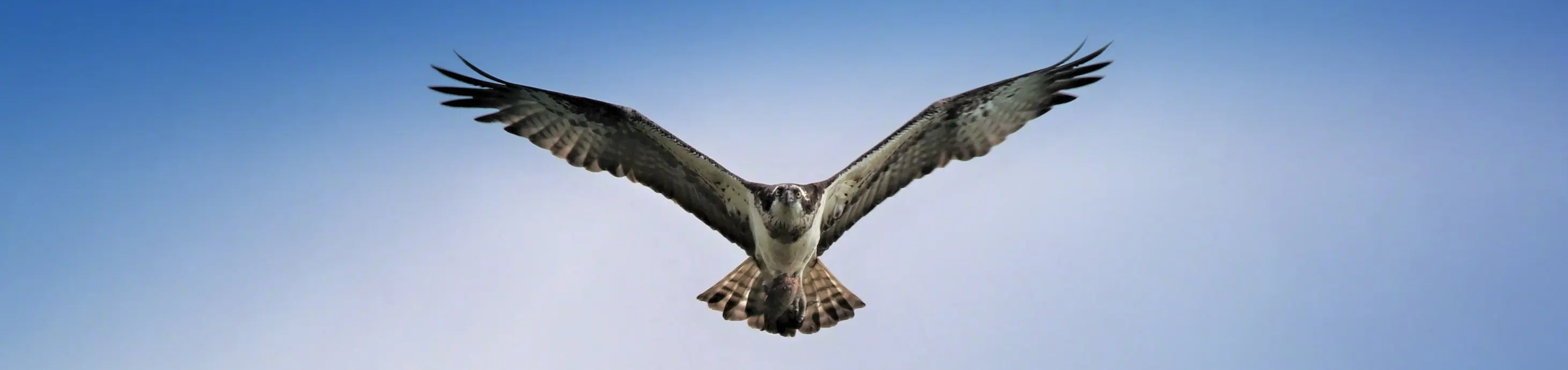 Osprey in flight over Kinclune Estate