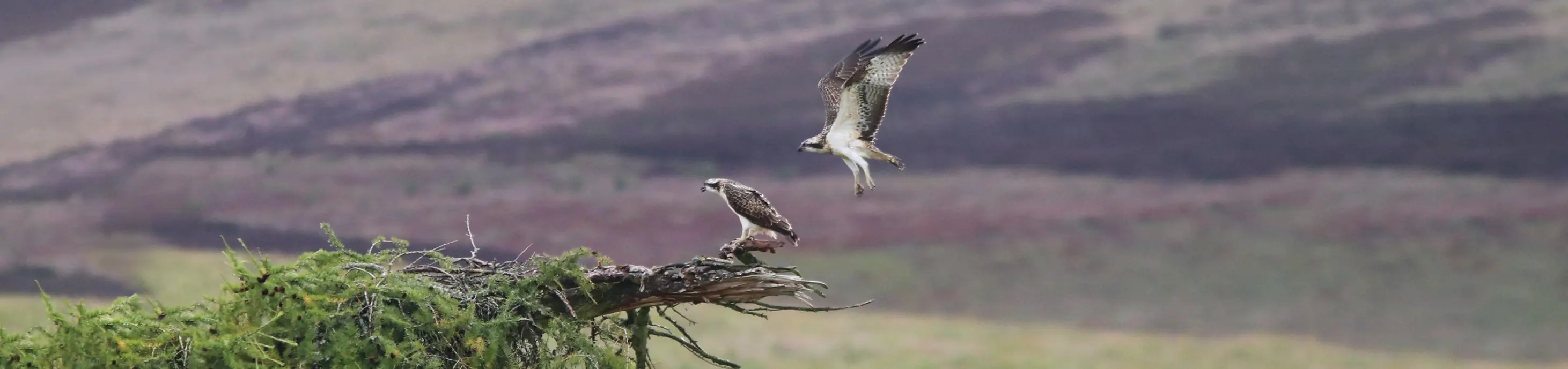 View of ospreys nesting from Kinclune Estate