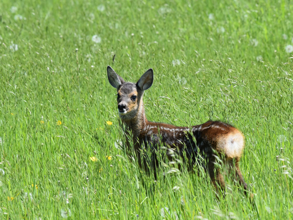 Fawn in long grass at Kinclune Estate