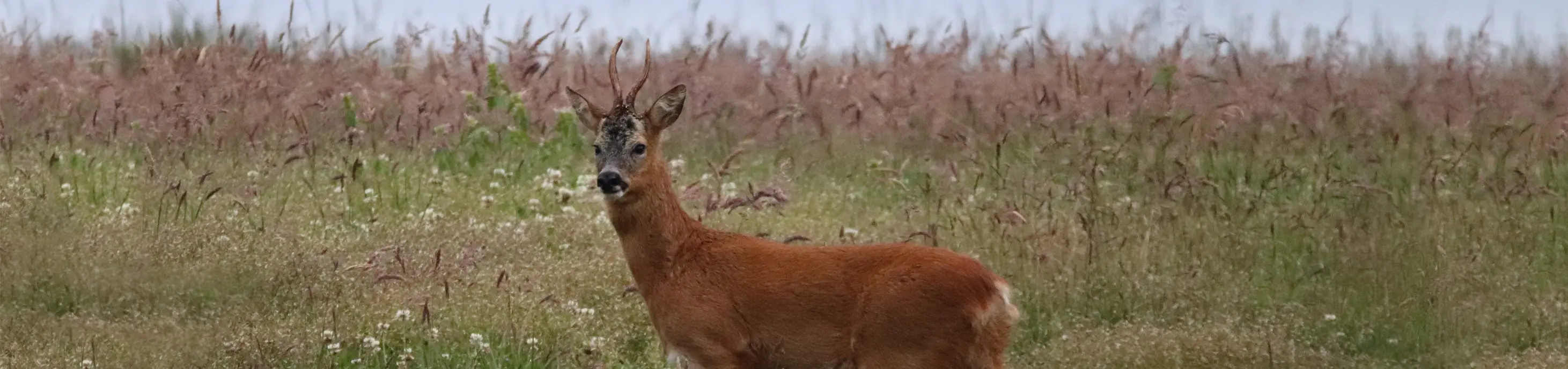 Roe deer in long grass on Kinclune Estate