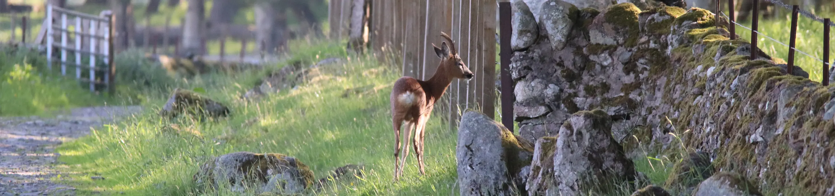 Roe deer beside farm track on Kinclune Estate