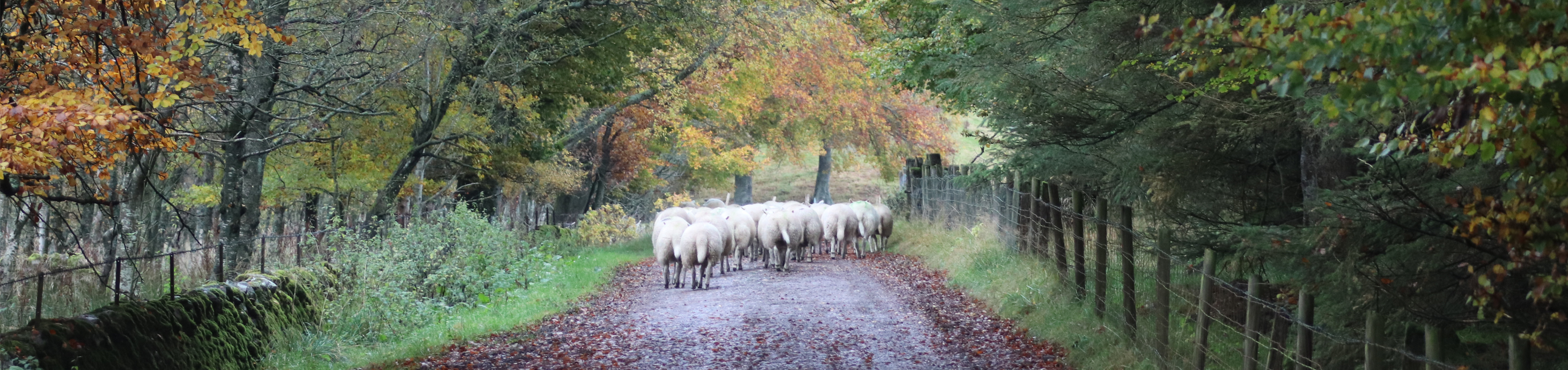 Sheep on farm track through autumnal woodland on Kinclune Estate Organic Farm