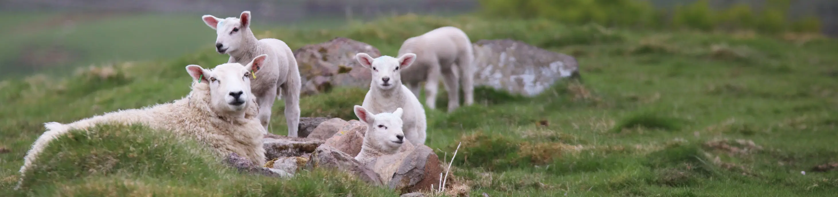 Sheep on Kinclune Estate organic farm